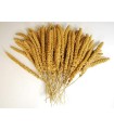 MILLET EN GRAPPE - 1KG