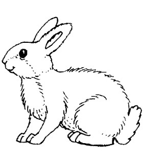 CONGELE Lapin avec entrailles au kg