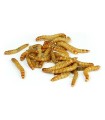 VER DE FARINE NORMAL - 1KG