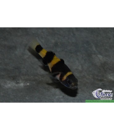 Brachygobius doriae / Poisson abeille