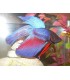 Betta splendes crown tail - mâle / Poisson combattant
