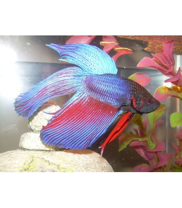 Betta splendes crown tail - mâle / Poisson combattant