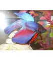 BETTA SPLENDES HALF MOON - FEMELLE / COMBATTANT DEMIE LUNE