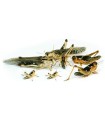 SAUTERELLE - T6 - M - 100 P / LOCUSTA MIGRATORIA