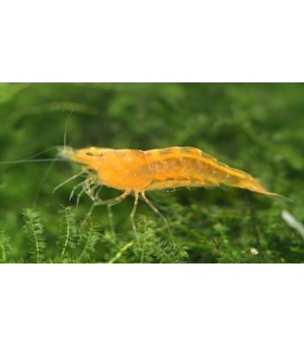 Caridina propinqua / Crevette mandarine