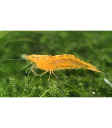 Caridina propinqua / Crevette mandarine