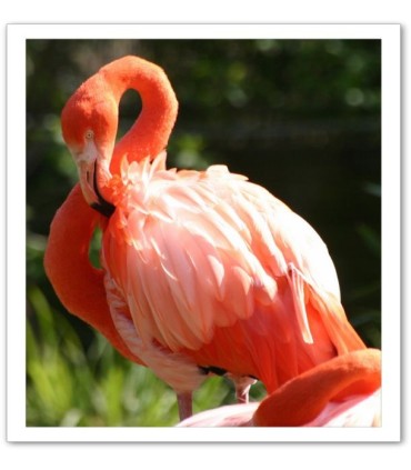 TK Cantazoo facteur rouge 4 Kg.