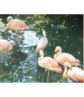 KF- GRANULÉS FLOTTANTS ENTRETIEN - FLAMANT ROSE - 15 KG