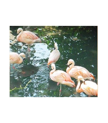 KF- GRANULÉS FLOTTANTS ENTRETIEN - FLAMANT ROSE - 15 KG