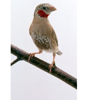 Cou coupé / Amandina Fasciata