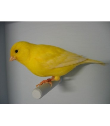 Canari Mâle - Serinus Canaria