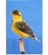 Canari Mâle - Serinus Canaria