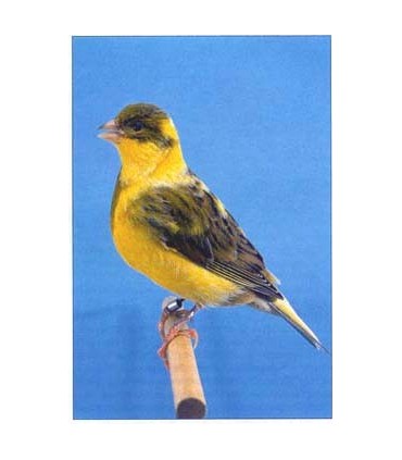 Canari Mâle - Serinus Canaria