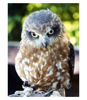 Chaussure small  M/F (la paire)  - Chouette boubouk ninox