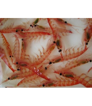 CONGELE- Krill du pacifique