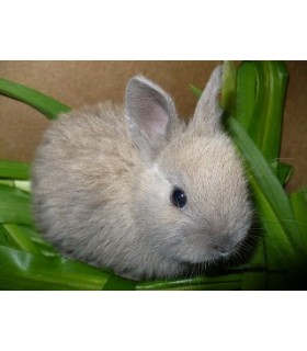 CONGELE - Lapin petit 300 grs (Pièce)