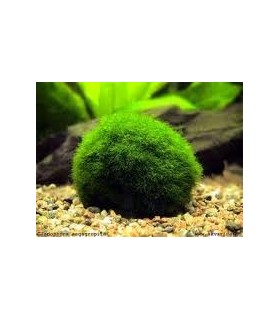 CHLADOFLORA / MOUSSE BOULE