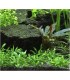 CRYPTOCORYNE PARVA EN POT