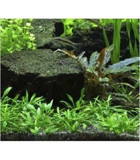 CRYPTOCORYNE PARVA EN POT
