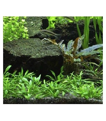 CRYPTOCORYNE PARVA EN POT