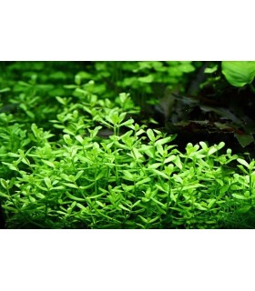 BACOPA MONERII 5CM POT