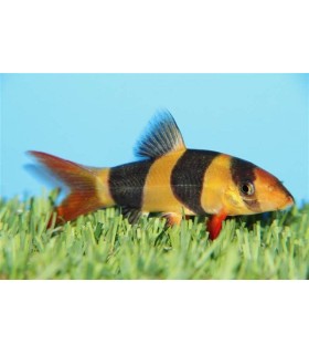 Botia Macracantha -  Mangeur d&#039;escargots