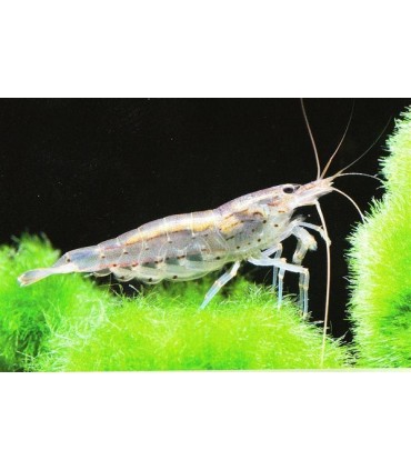 Neocaridina crevette cherry" 2 cm"