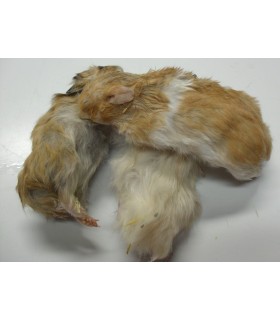 CONGELE - HAMSTER DORÉ (PIÈCE)