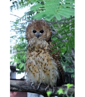 Chouette-pêcheuse de Pel - Chaussure Large M/F (la paire)