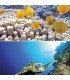 TETRA DECO ART POSTER TORTUE ET RÉCIFS