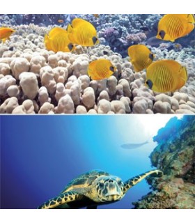 TETRA DECO ART POSTER TORTUE ET RÉCIFS