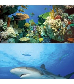 TETRA DECO ART POSTER REQUIN &amp; CORAIL