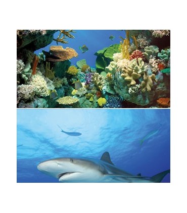 TETRA DECO ART POSTER REQUIN &amp; CORAIL