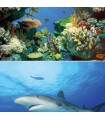 TETRA DECO ART POSTER REQUIN &amp; CORAIL