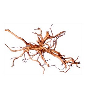 RACINE AZALÉE SMALL - 40-60 CM