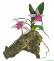 ZM Orchid with rock base 30 cm  [BU-48E]