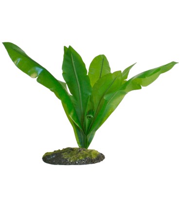 ZM Bird's nest fern 20 cm  [BU-45E]