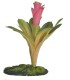 ZM Cryptanthus bromeliad 20 cm  [BU-44E]