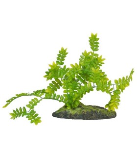 ZM Selaginella ground cover  [BU-43E]