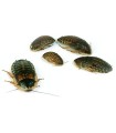 BLATTE - M - 100 P / BLAPTICA DUBIA