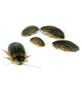 BLATTE - ADULTE - 100 P / BLAPTICA DUBIA