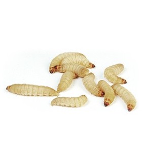 TEIGNE DE RUCHE - 1KG