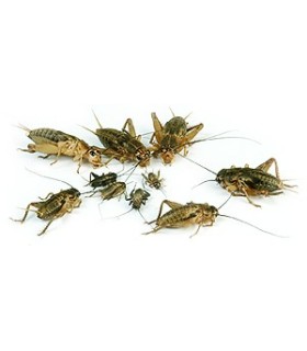 GRILLON DES STEPPES - T6 - M - 40 P