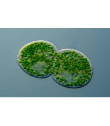 BASSLEER BIOFISH FOOD CHLORELLA - L - 60GRS