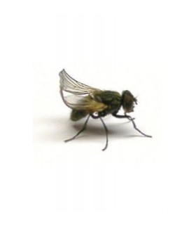 Mouche à aile frisée