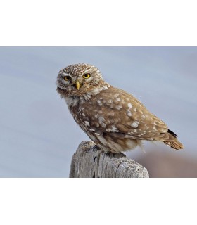 Chaussure small  M/F (la paire)  - Chouette nchevêche Athena