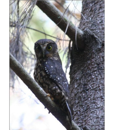 Chaussure small  M/F (la paire)  - Chouette boubouk ninox