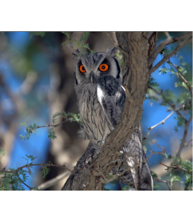 Chaussure small  F (la paire)  - Petit duc de Grant