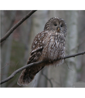 Chaussure standard  M/? (la paire)  - Chouette de l&#039; Oural