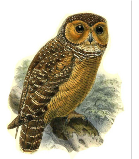 Chaussure standard  M/? (la paire)  - Chouette des pagodes